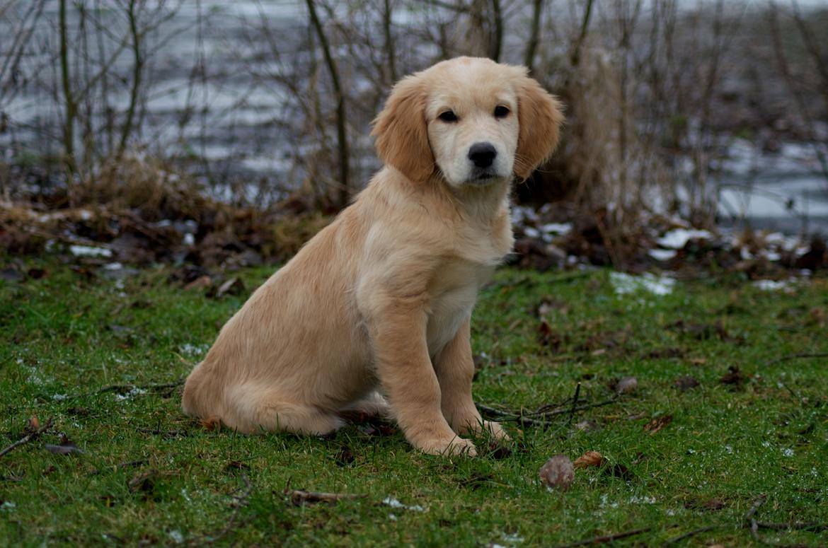 Golden retriever Bella billede 8