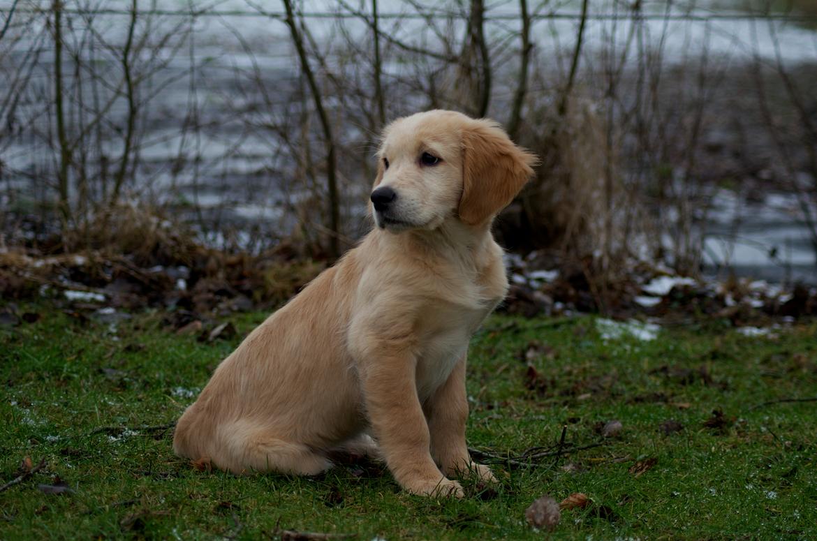 Golden retriever Bella billede 9