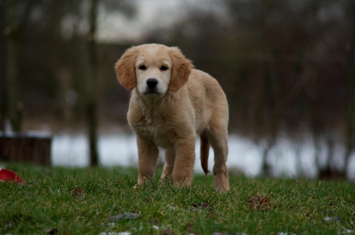 Golden retriever Bella billede 11