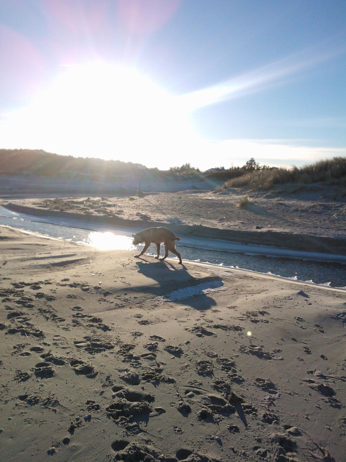 Blanding af racer Leon billede 16