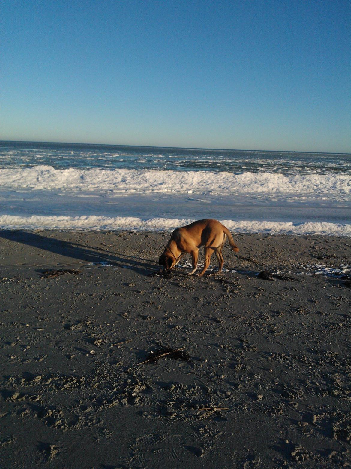 Blanding af racer Leon billede 17