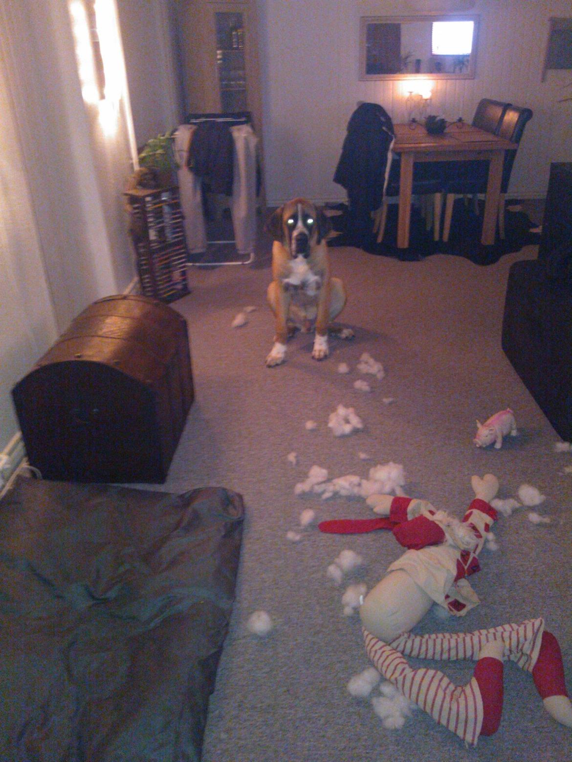 Blanding af racer Leon billede 19