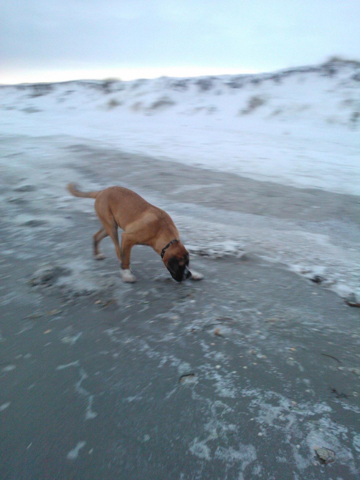 Blanding af racer Leon billede 20