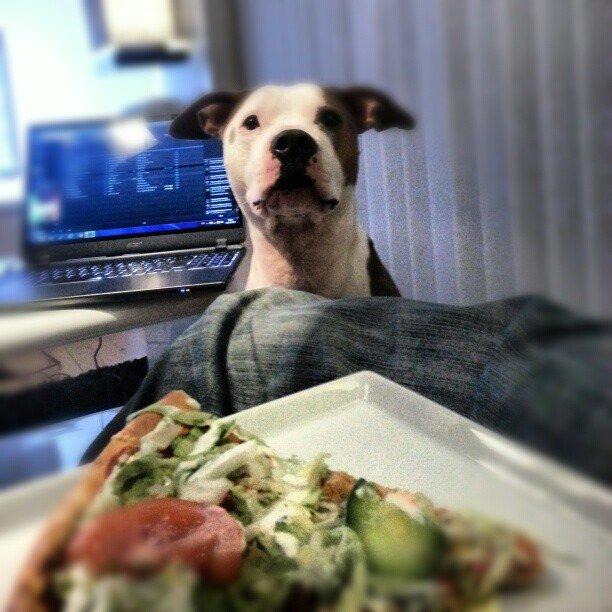 Amerikansk staffordshire terrier Balto billede 17