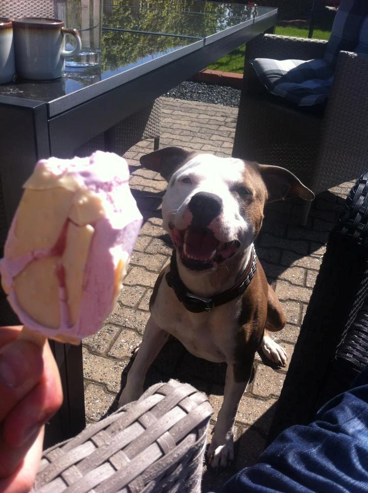 Amerikansk staffordshire terrier Balto billede 18