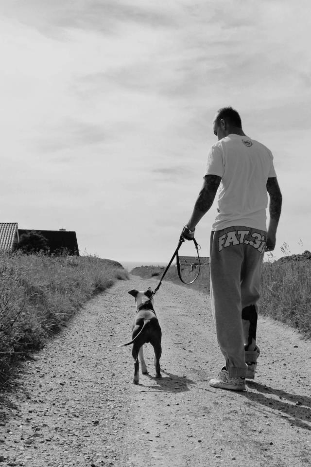 Amerikansk staffordshire terrier Balto billede 19