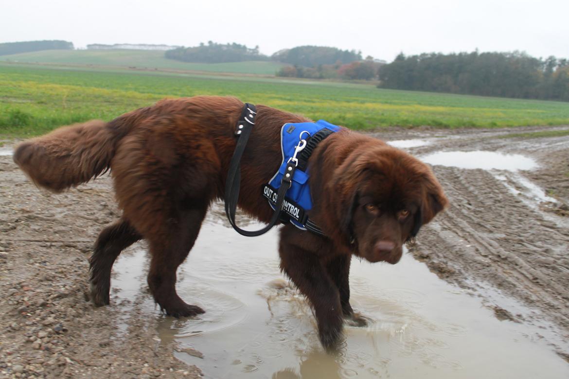 Newfoundlænder Alma - *Pjask,pjask* - "Prøv lige at tjek den KÆMPE sø, jeg lige har været i." billede 21
