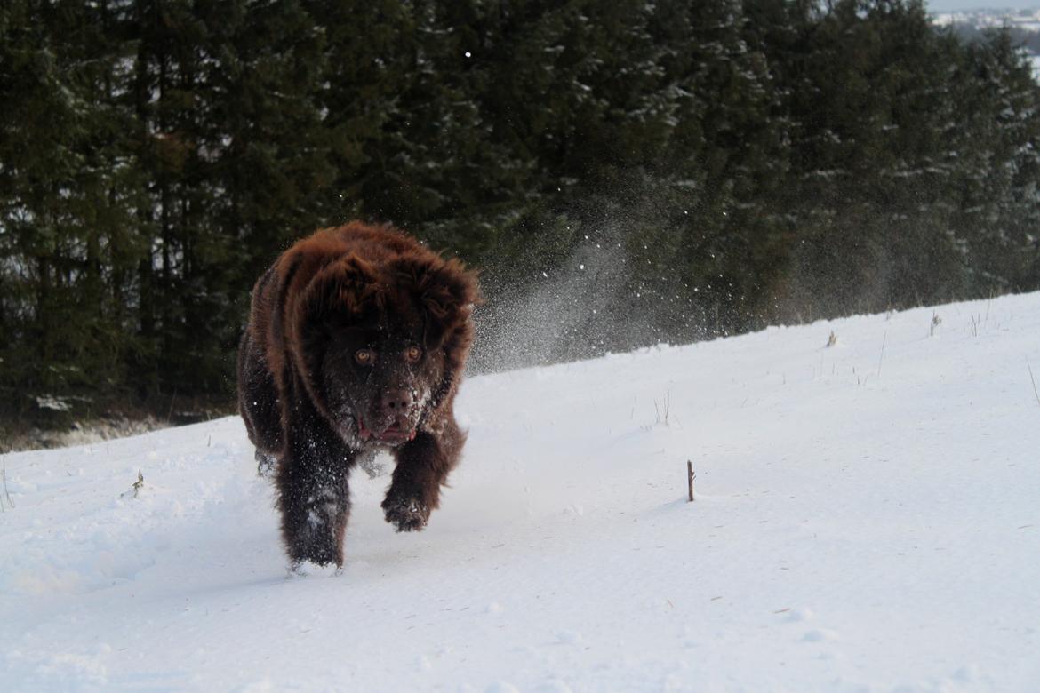 Newfoundlænder Alma - Newfoundland to the rescue! billede 22