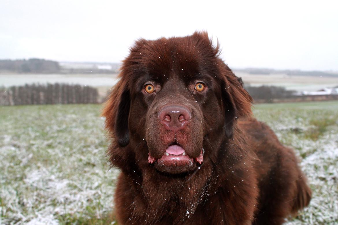 Newfoundlænder Alma - Hvaad?! Smelter det igen.. Jamen, jam.. nå. billede 23