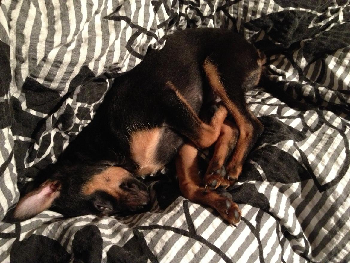 Prazsky krysarik Mickey billede 2