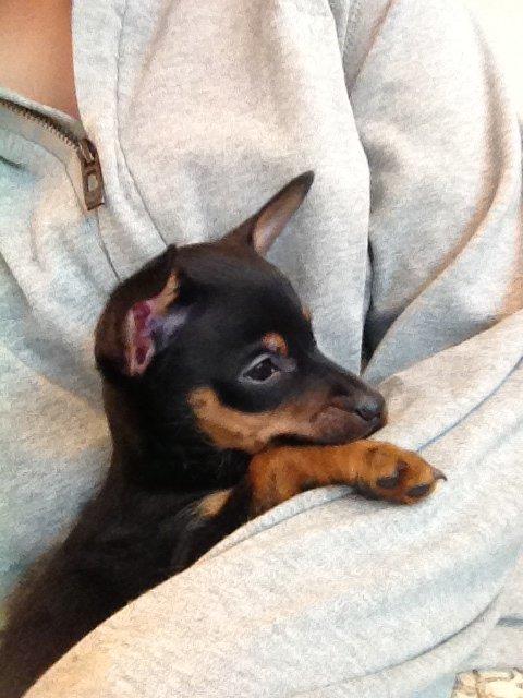 Prazsky krysarik Mickey billede 4