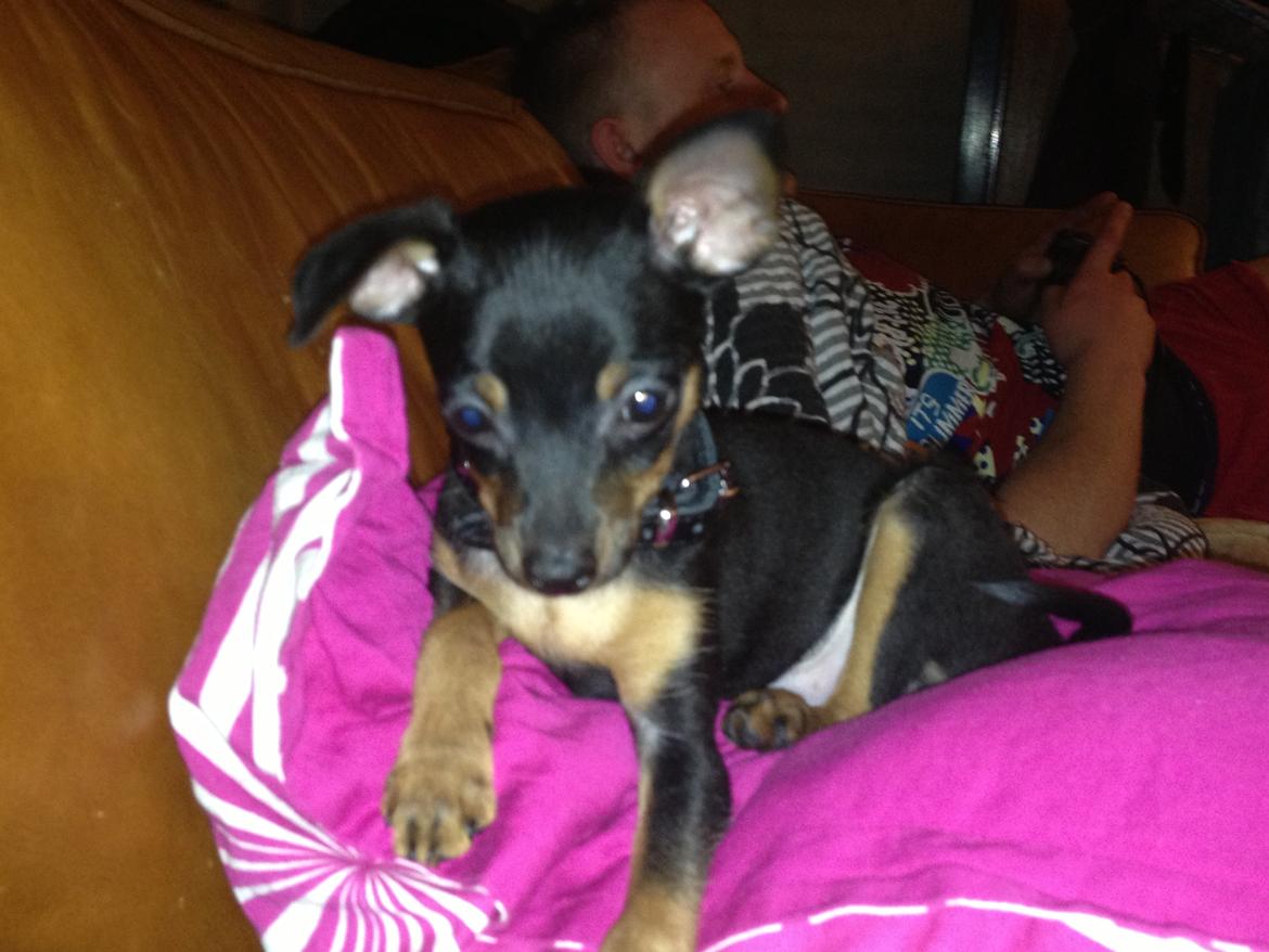 Prazsky krysarik Mickey billede 5