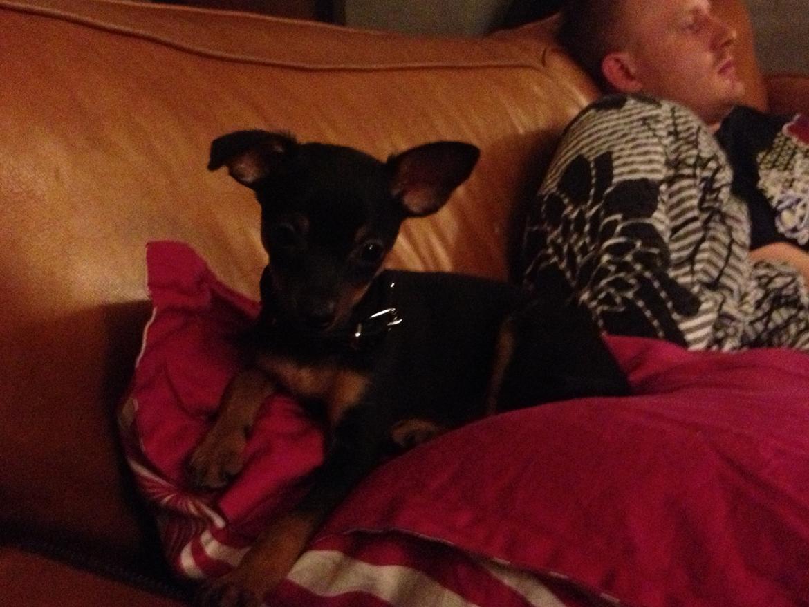 Prazsky krysarik Mickey billede 6