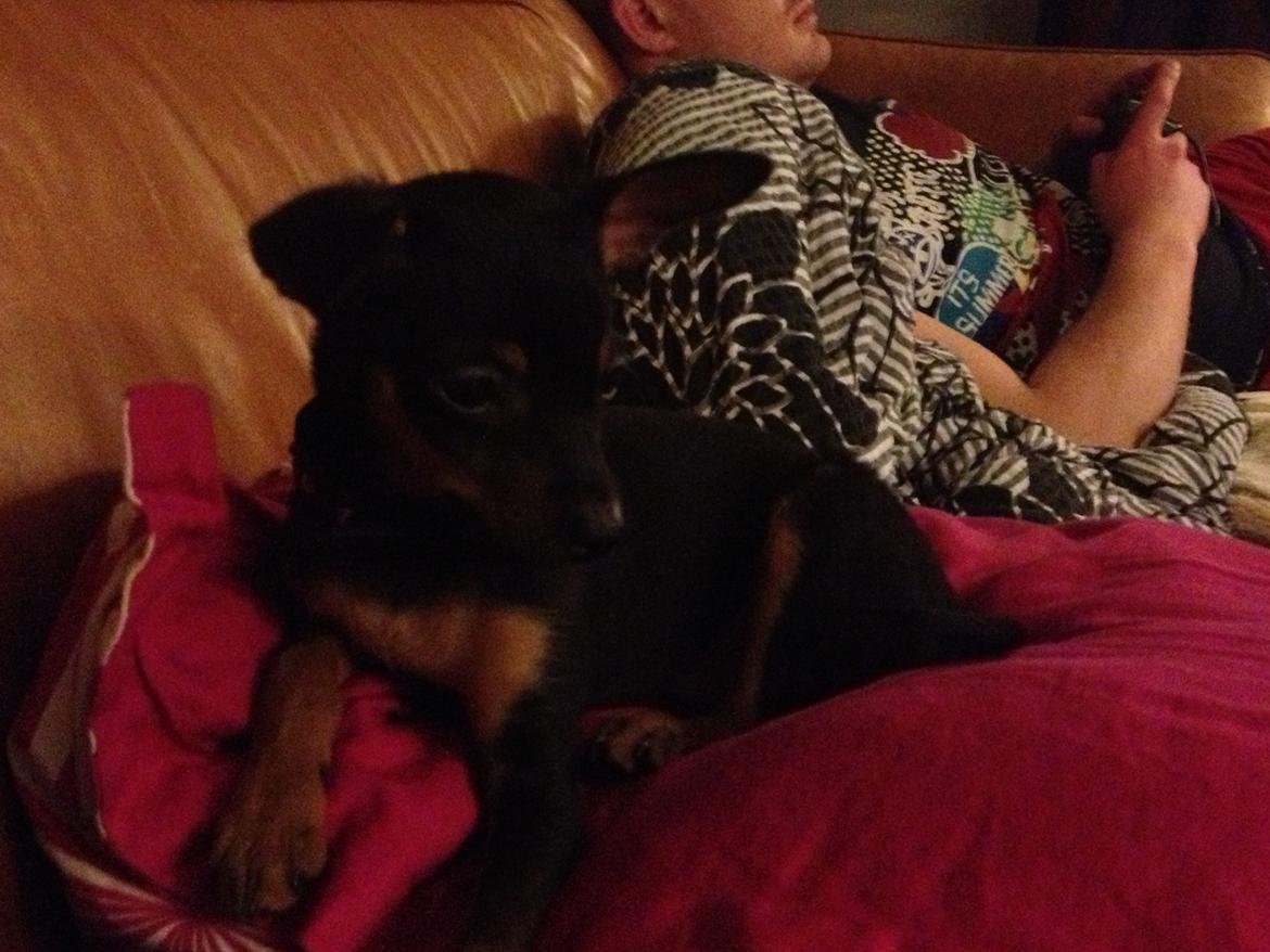 Prazsky krysarik Mickey billede 7