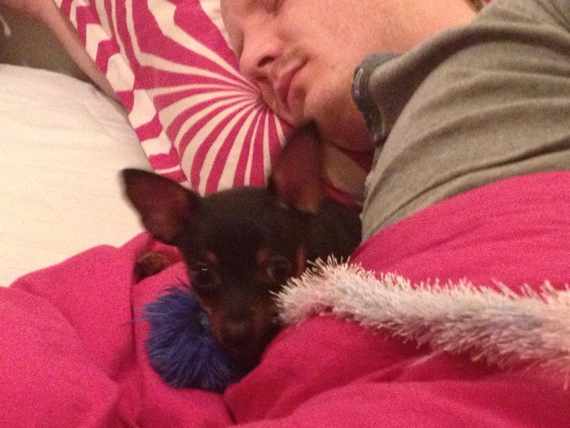 Prazsky krysarik Mickey billede 8