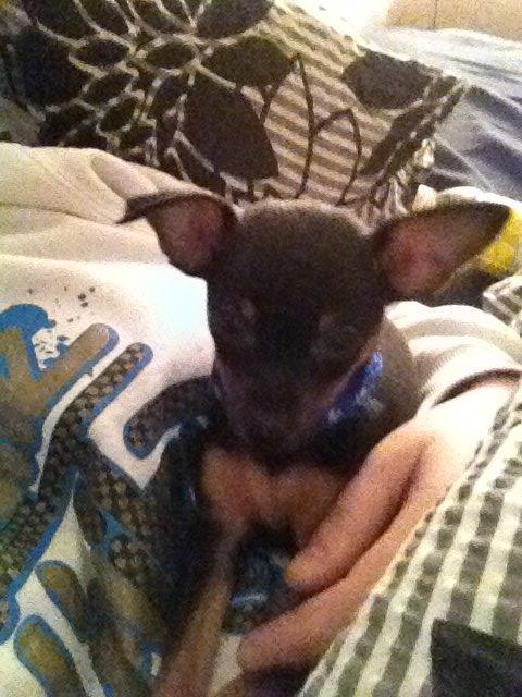 Prazsky krysarik Mickey billede 1