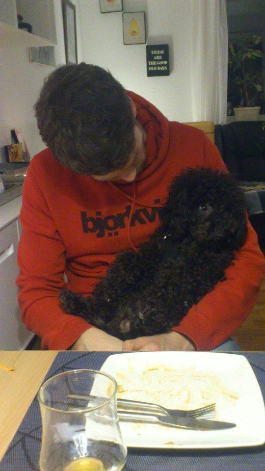 Dværgpuddel Pjuske billede 1