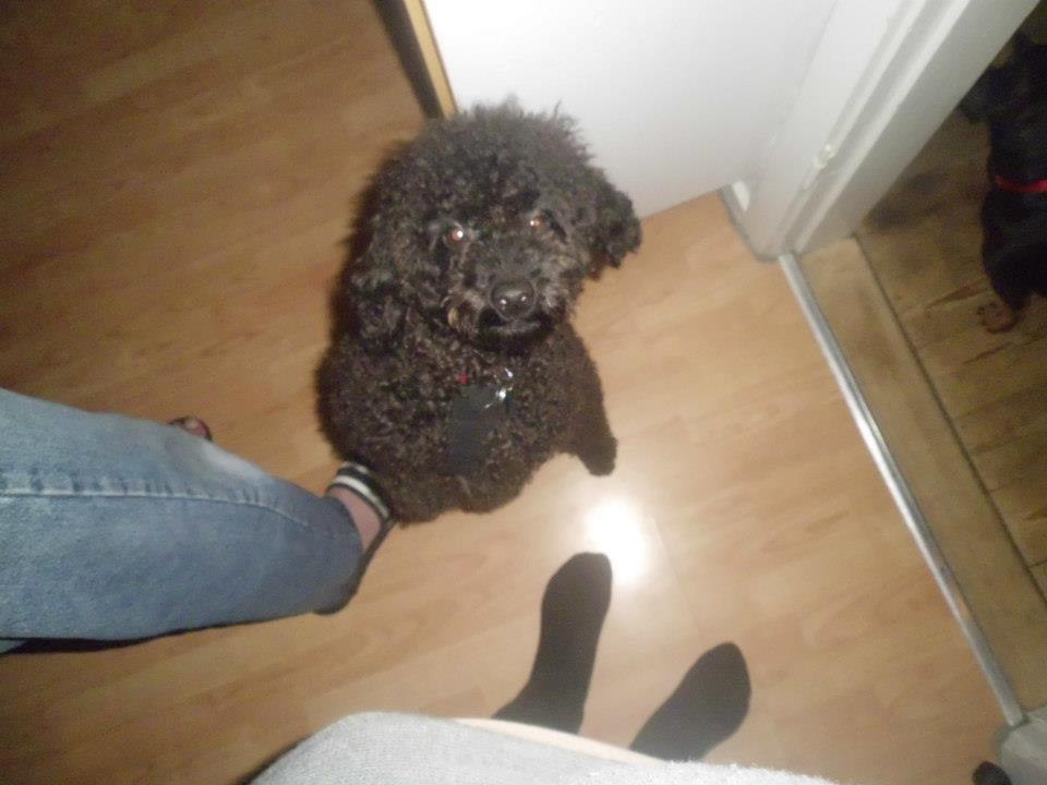 Dværgpuddel Pjuske billede 2