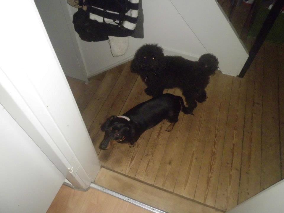 Dværgpuddel Pjuske billede 3