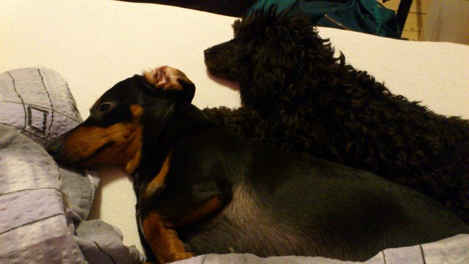 Dværgpuddel Pjuske billede 4