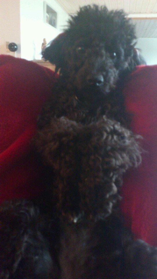 Dværgpuddel Pjuske billede 5