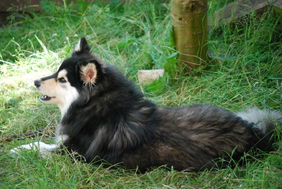Finsk lapphund gottorps Ussi (kaldt: Bertha) billede 34