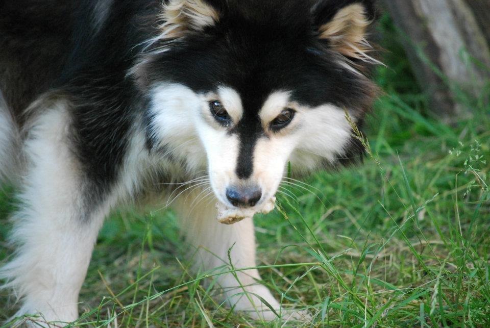 Finsk lapphund gottorps Ussi (kaldt: Bertha) billede 45