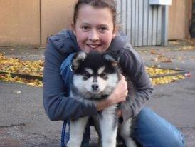 Finsk lapphund gottorps Ussi (kaldt: Bertha) billede 28