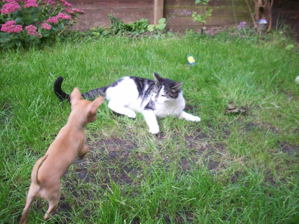 Chihuahua vera - jeg kommer og fanger dig nu verner!!!!! billede 20