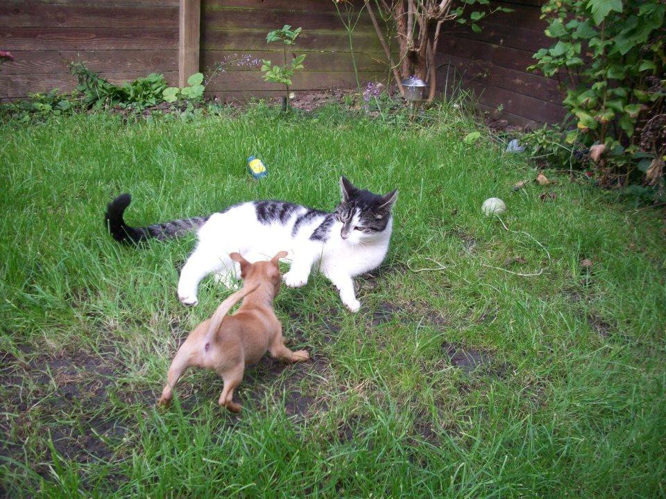 Chihuahua vera - jeg er altså tæt på nu ;) billede 21