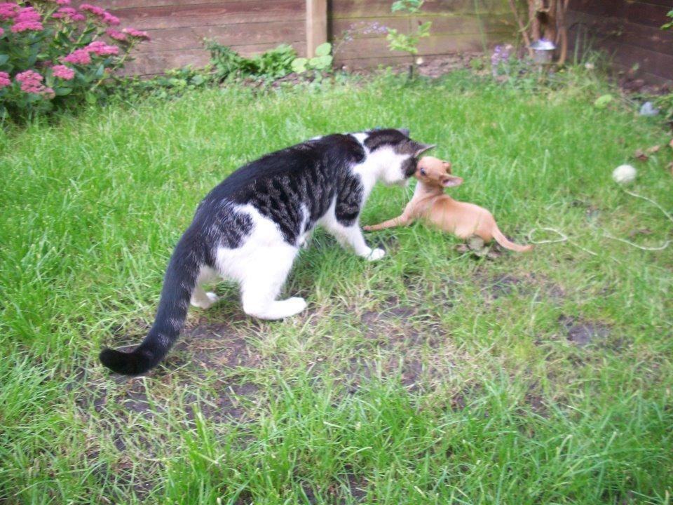 Chihuahua vera - vil du så kysse??? billede 23