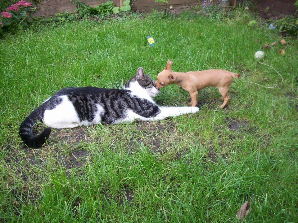 Chihuahua vera - hahahahha.. billede 22