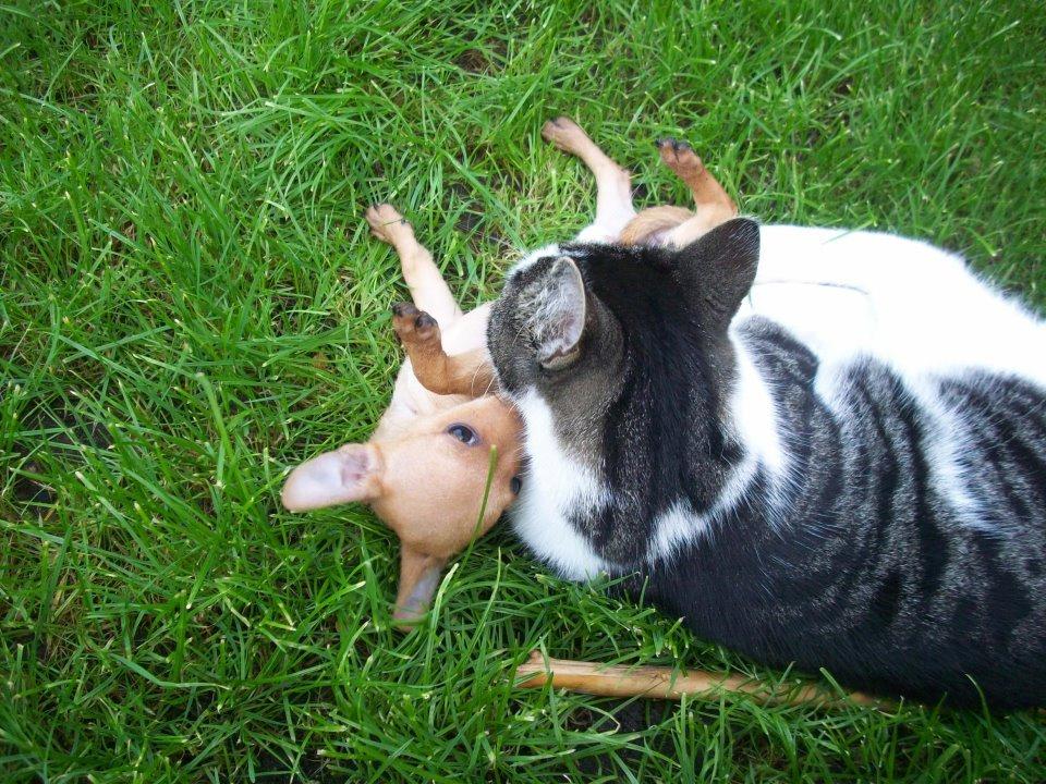 Chihuahua vera - jaaaaa min bedste ven <3 <3 <3 <3 billede 24