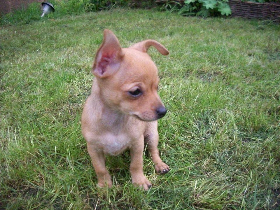 Chihuahua vera billede 39