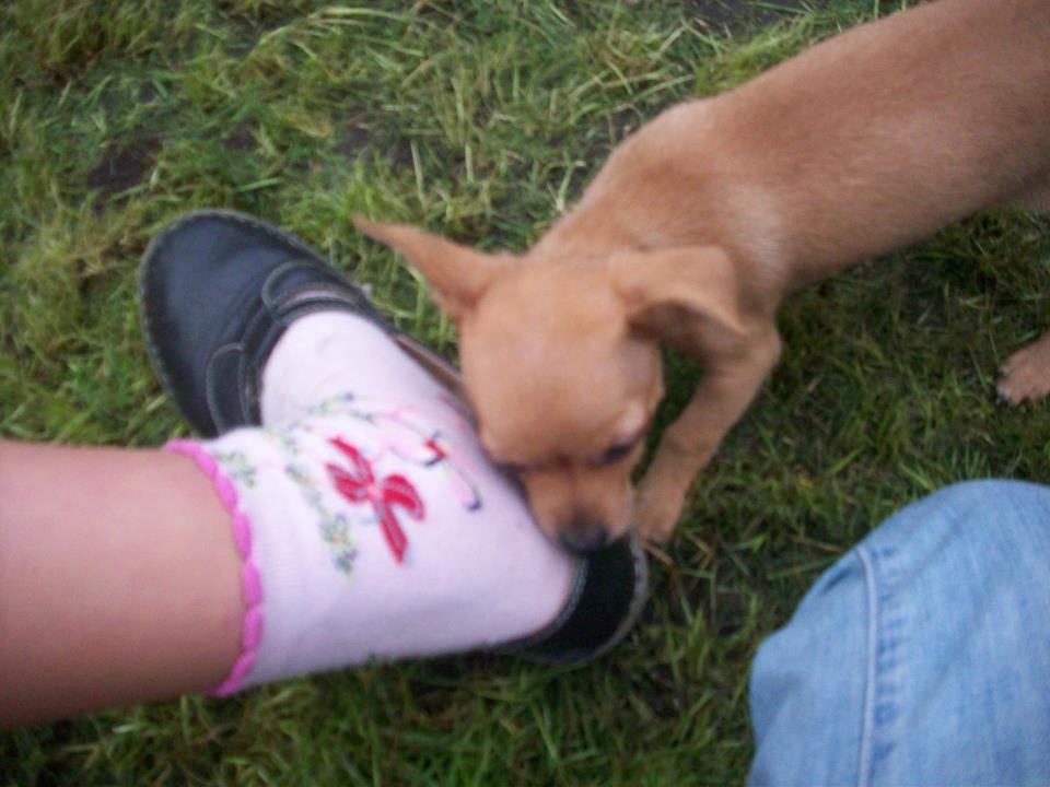 Chihuahua vera billede 26