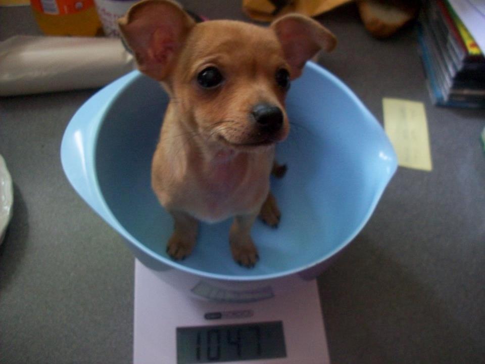 Chihuahua vera billede 15