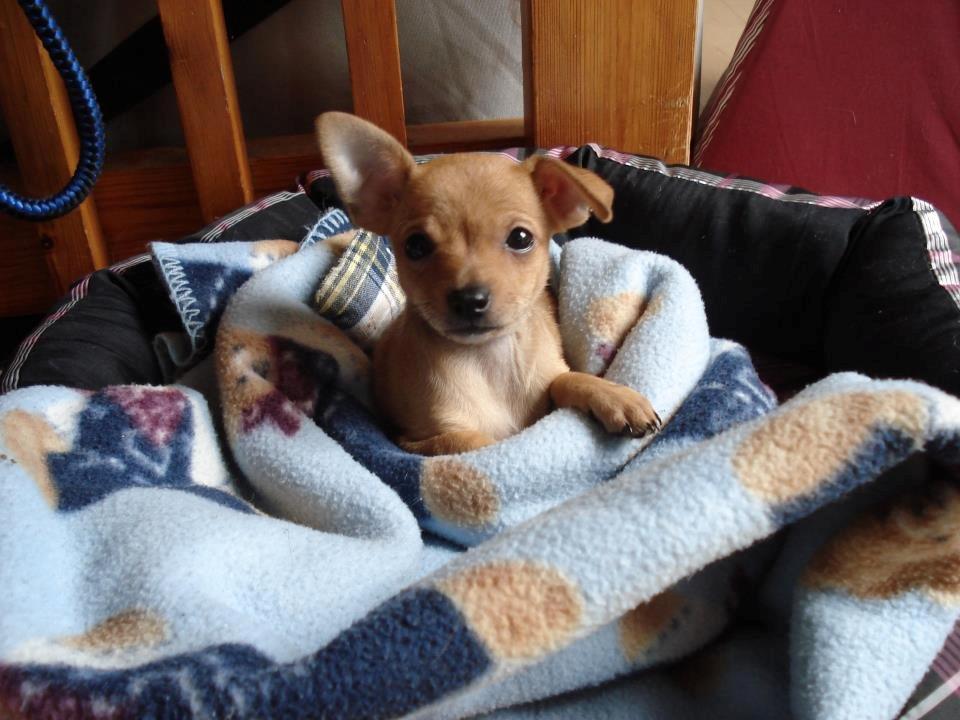 Chihuahua vera billede 28