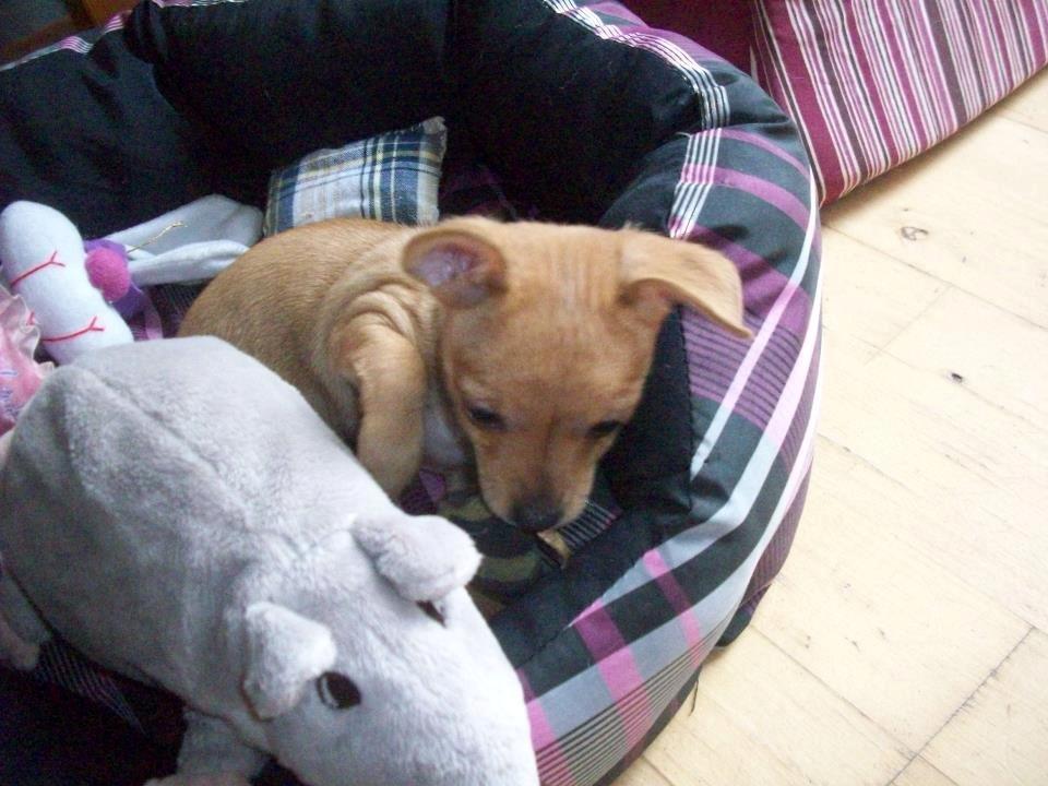 Chihuahua vera billede 36