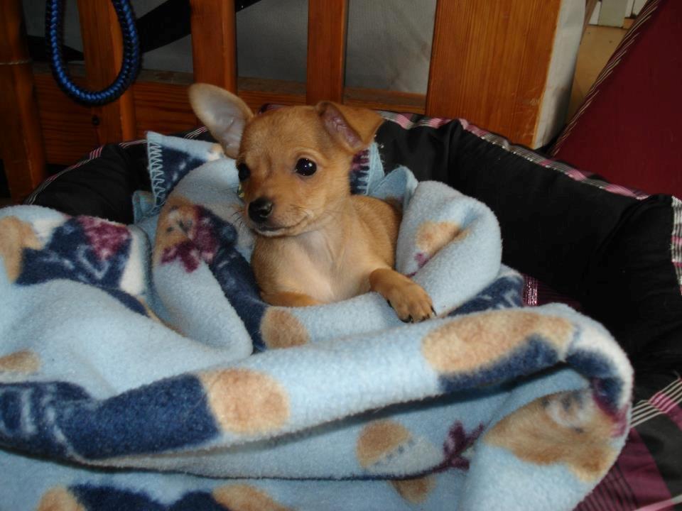 Chihuahua vera billede 38