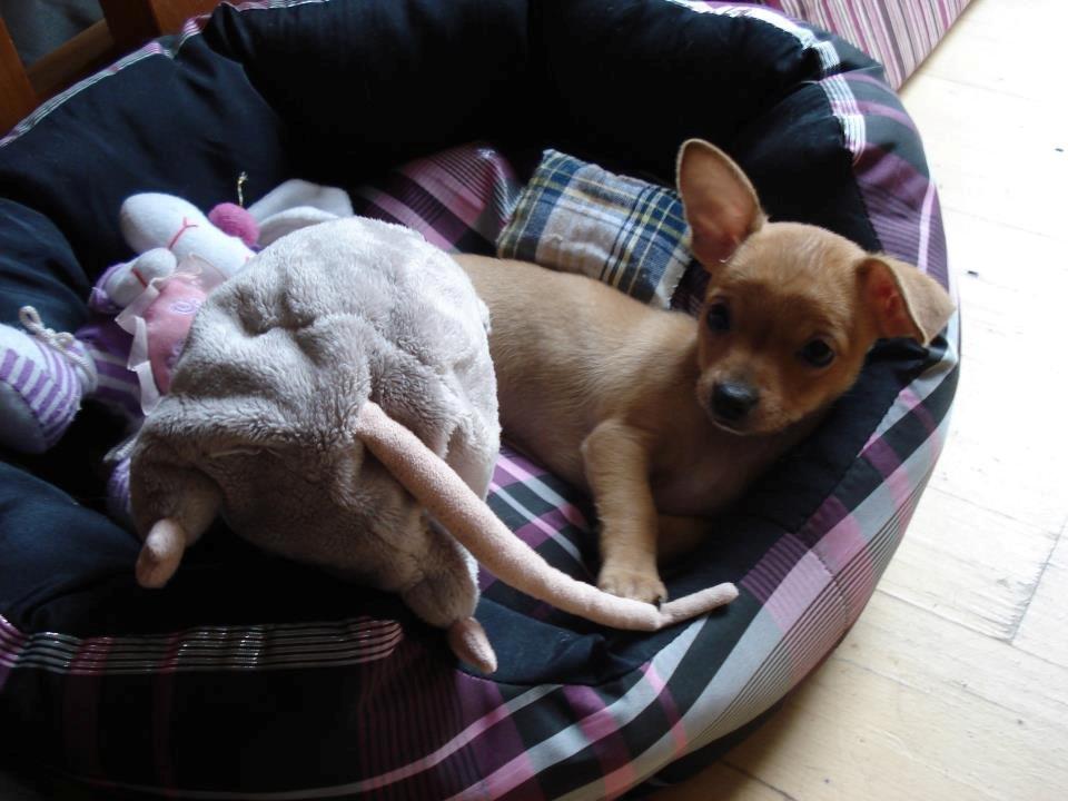 Chihuahua vera billede 18