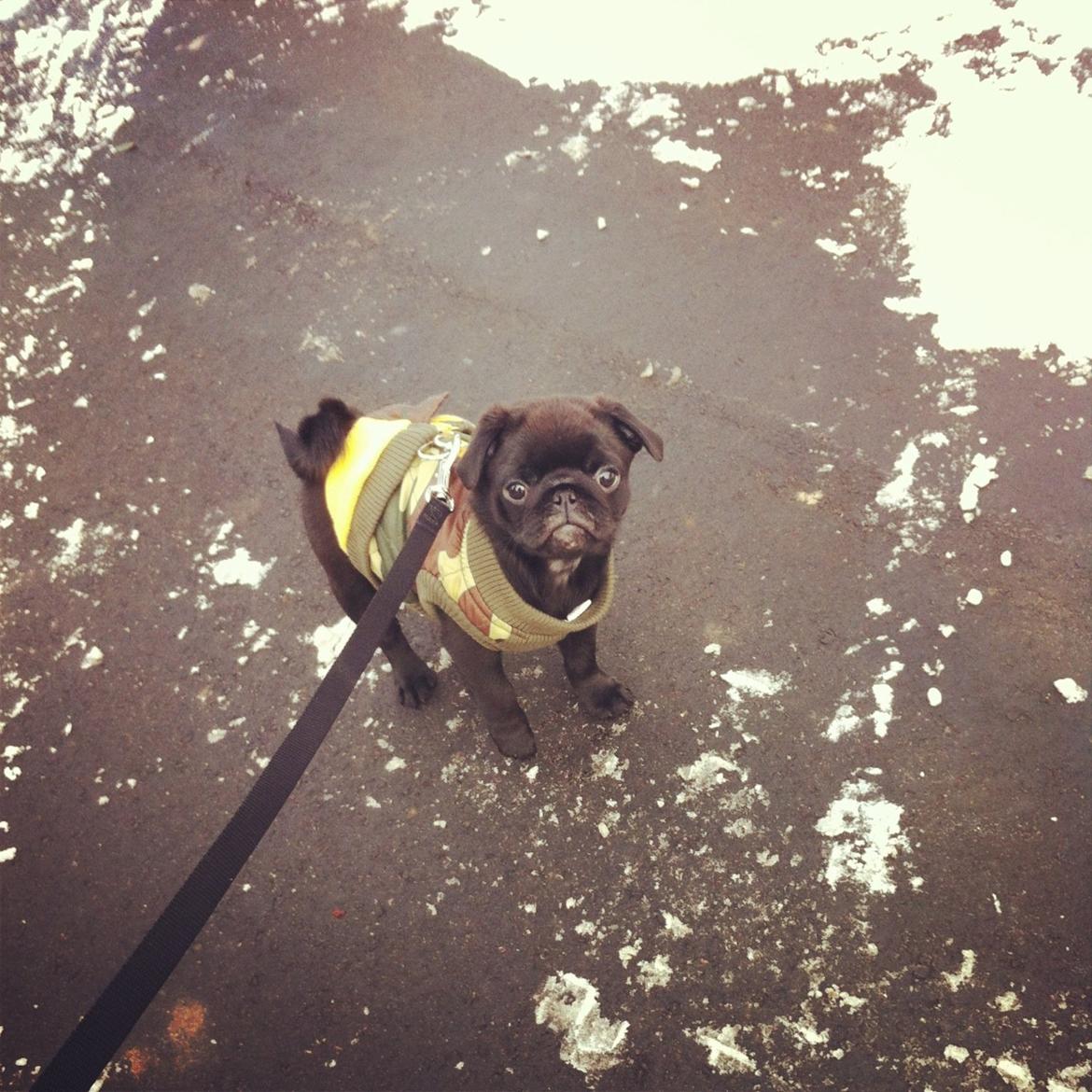 Mops Vera - Det der udenfor var lidt utrygt i starten.. billede 8