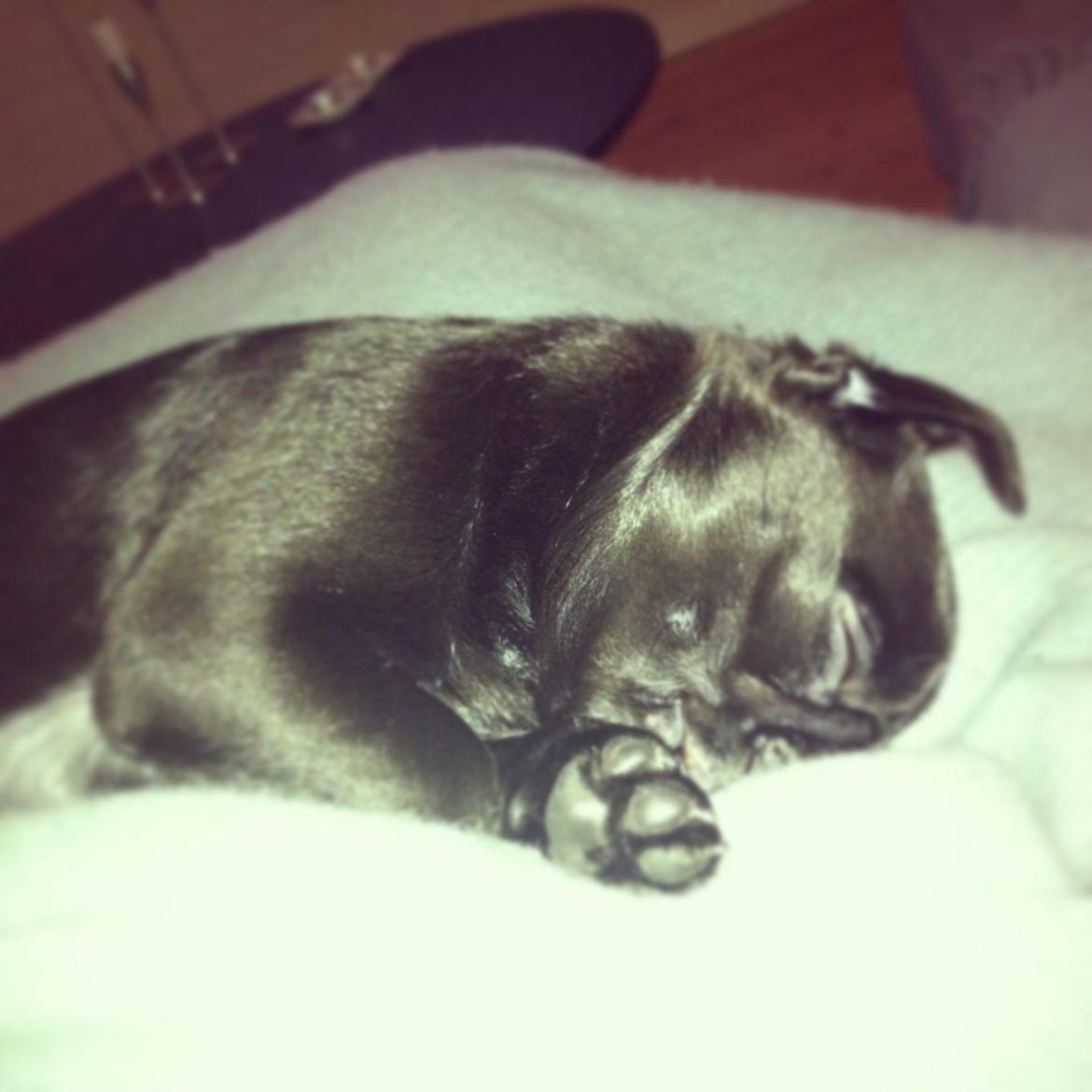 Mops Vera billede 10