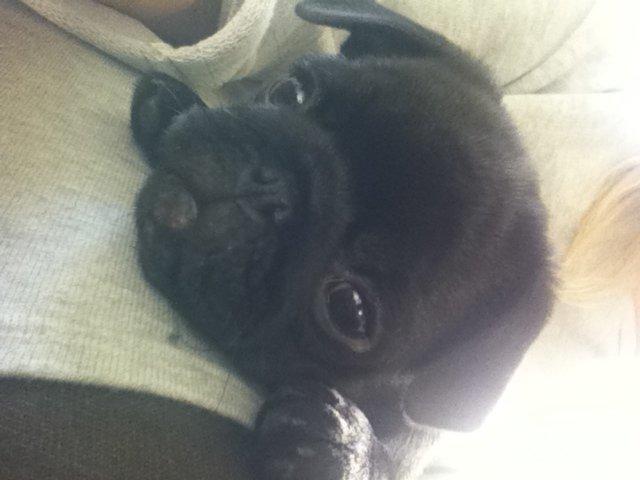 Mops Vera billede 11