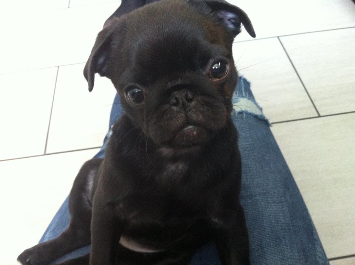 Mops Vera billede 12