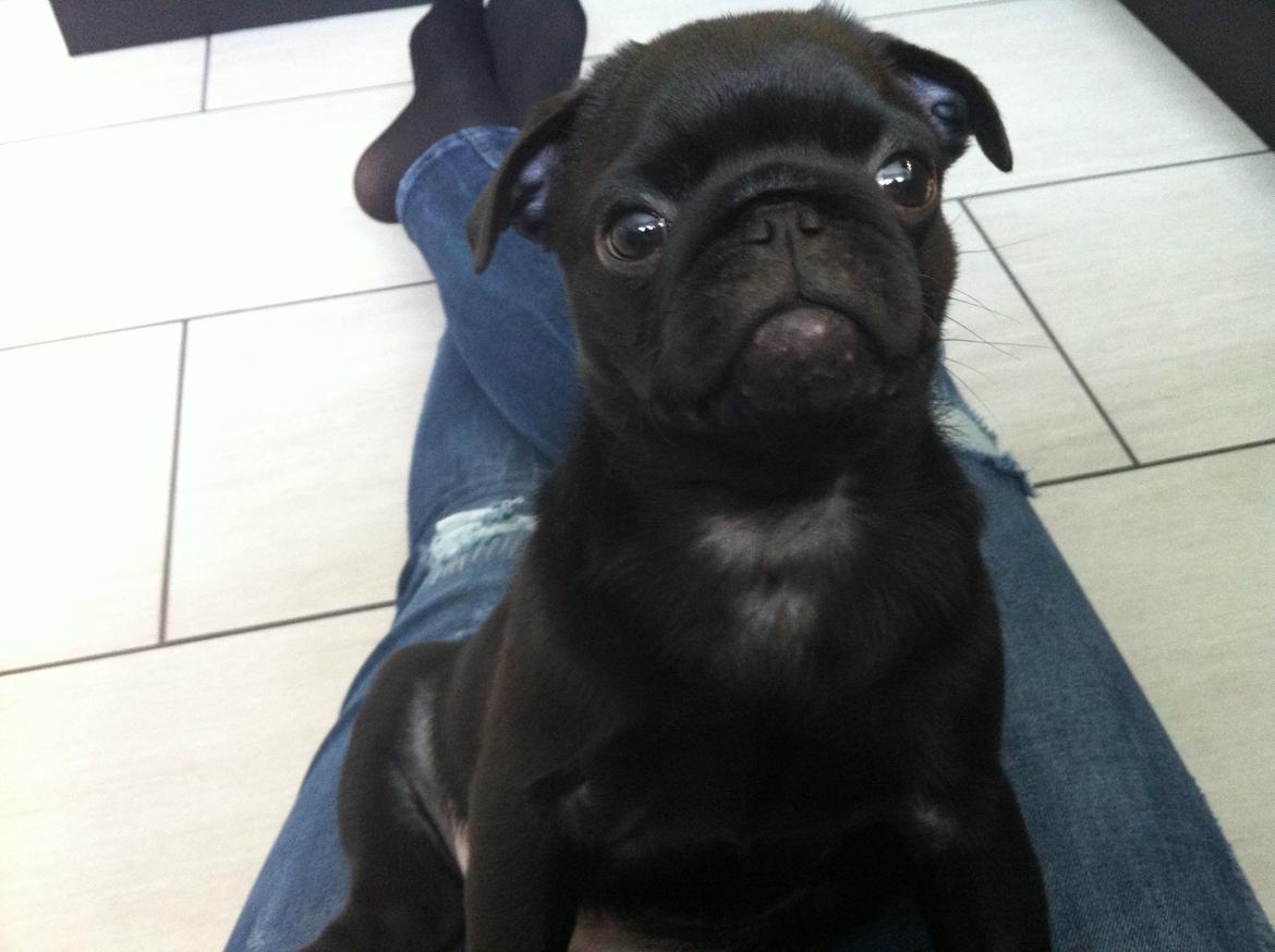 Mops Vera billede 13