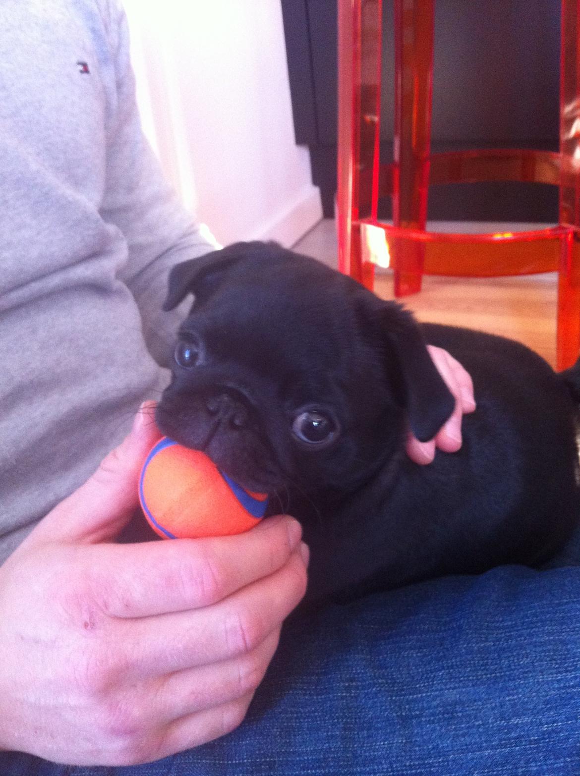 Mops Vera billede 14