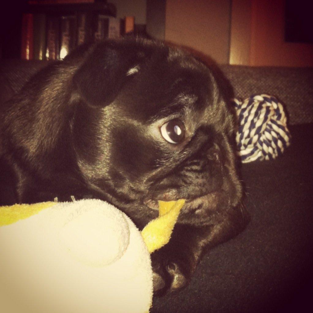 Mops Vera billede 15