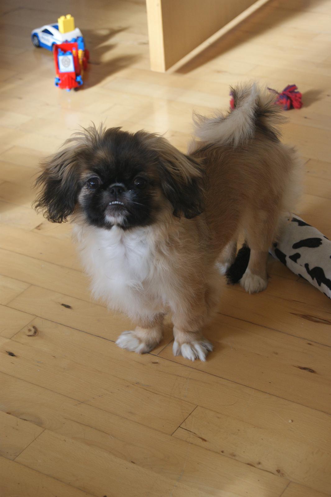 Pekingeser Bella billede 2