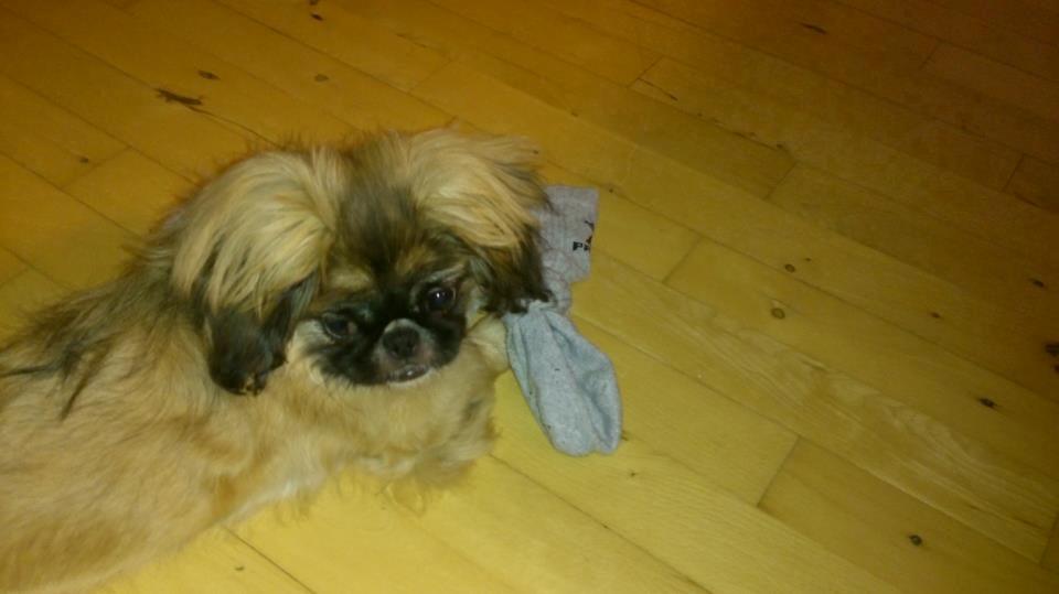 Pekingeser Bella billede 3