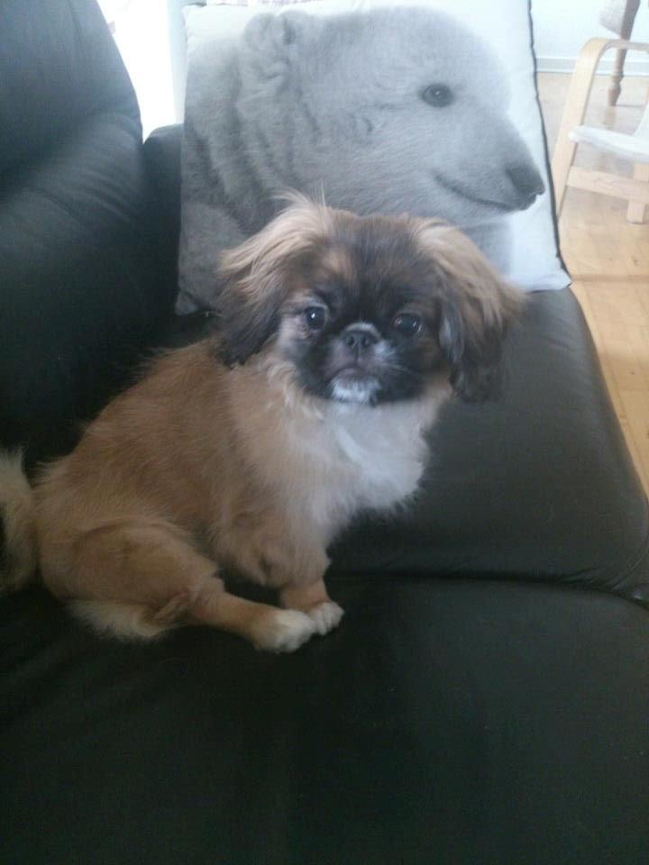 Pekingeser Bella billede 4